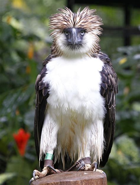 Top 15 Endangered Species in the Philippines - Environment Go!