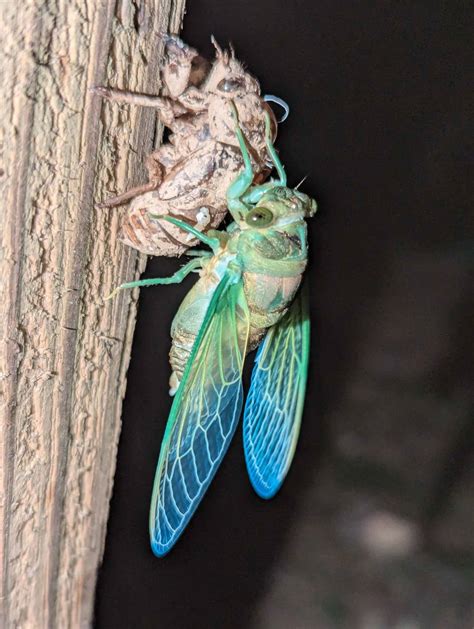 Image result for Minecraft Pilbug