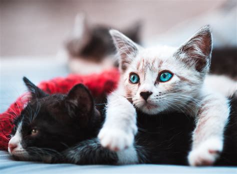 Cats Have 276 Different Facial Expressions: Study