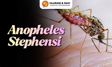 Anopheles stephensi, Origin, Spread, Breeding Habits, Latest News