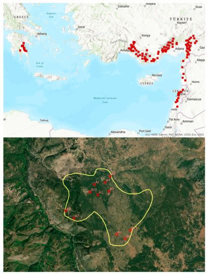 Forests | Special Issue : Genetic Variation and Phenotypic Plasticity ...