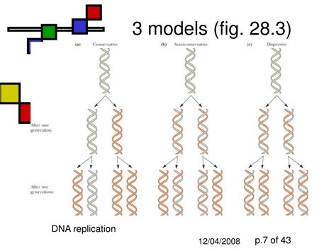 Models for DNA Replication 的图像结果