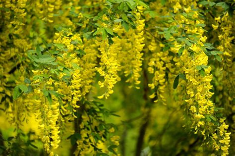Image result for Pruning a Laburnum Tree
