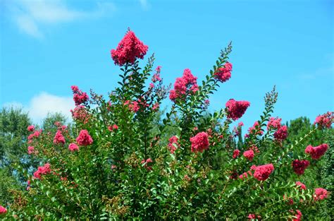 Dwarf Crape Myrtle Plant Care And Growing Guide | Plantly
