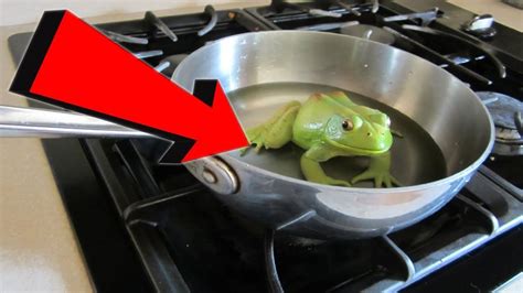 青蛙真会被活活煮死？老外实验“温水煮青蛙”，看完涨知识了！