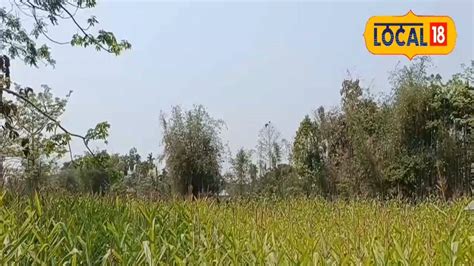 Maize Cultivation: ৪ মাসেই ফলন, লাভও অনেক! পরিযায়ী শ্রমিকের কাজ ছেড়ে ...