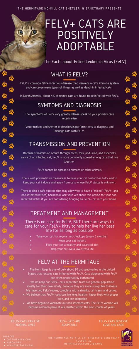 Filexray Of Felvpositive Cat With Lung Cancerjpg