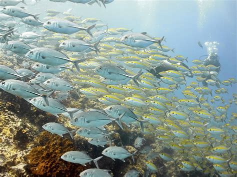 THE DIVE INN (2026) All You Need to Know BEFORE You Go (with Photos ...