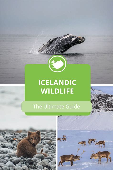 Wildlife and Animals in Iceland