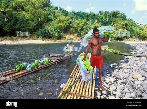 Freshly harvested bananas transported on bamboo rafts on the river Rio ...