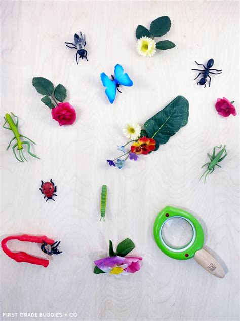 First Grade Science 的图像结果