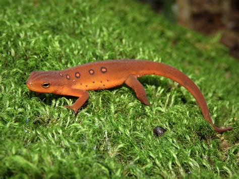 About Eastern Newt - Maryland Biodiversity Project