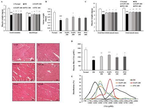 Oyster Hydrolysates Attenuate Muscle Atrophy via Regulating Protein ...