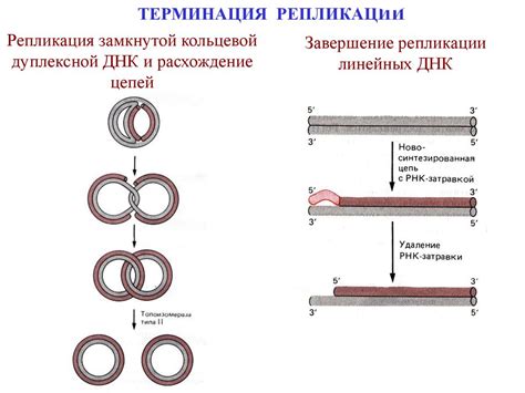 Терминация — это заключительный этап репликации ДНК. Характеристика и ...