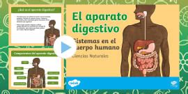Póster: El aparato digestivo (teacher made) - Twinkl