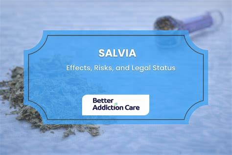 Salvia Legality by State: Where It’s Legal, Restricted, or Banned