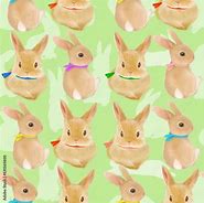 Image result for Netherland Dwarf Rabbits Breed