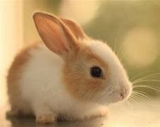 Image result for Cute Baby Animals Bunny