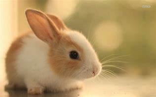 Image result for Puppy and Bunny Cute