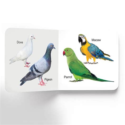 Buy Dreamland Lovely Board Books Birds - An Early Learning Book For ...