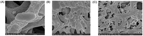 In Silico and In Vitro Structure–Activity Relationship of Mastoparan ...