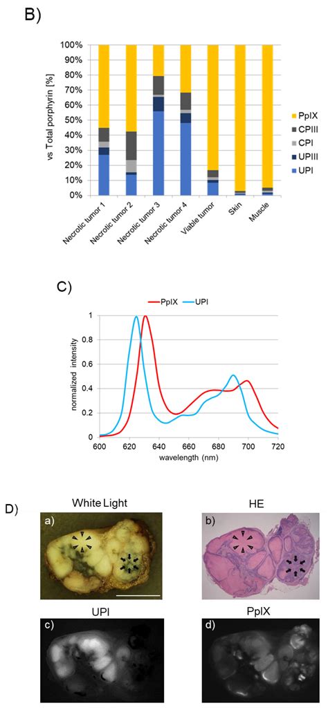 5-Aminolevulinic Acid-Induced Protoporphyrin IX Fluorescence Imaging ...