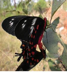 Biodiversity, Ecology, Energy, Landscape Dynamics & Hydrology of ...