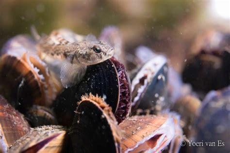 Samen sterk: zelforganisatie maakt mosselbedden minder kwetsbaar ...
