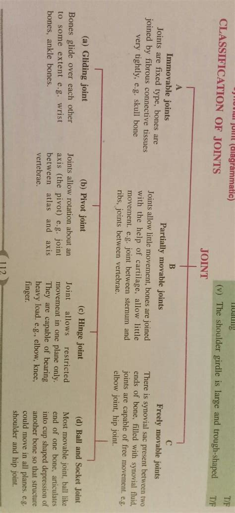 explain different types of joints and their functions in our body ...