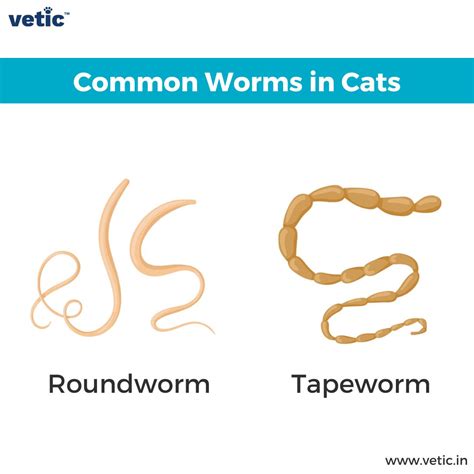 Tapeworms in Cat: Signs, Diagnosis and Treatment of Cat Tapeworms