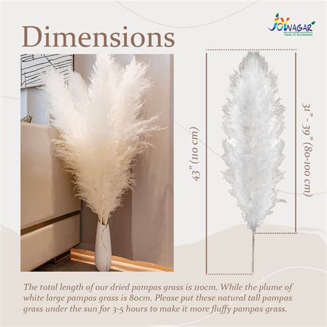 Joynagar Pack of 3 Natural White Fluppy Pampas Grass - 70cm Dried ...