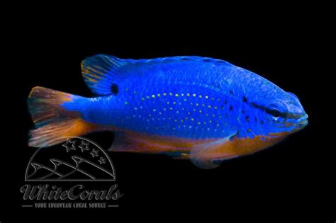 Chrysiptera taupou - Fiji Blue Devil - buy online