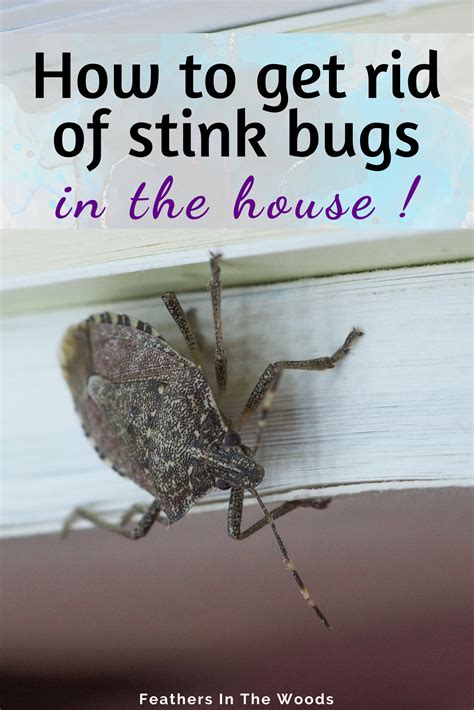 How to get rid of stink bugs in your home in 2025 | Stink bugs, Stink ...