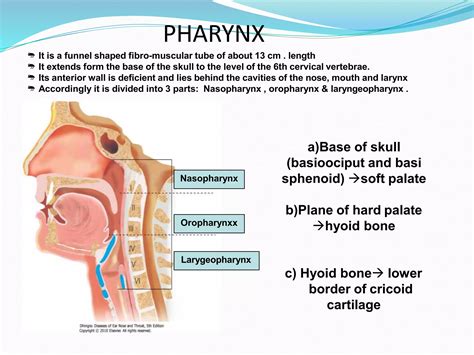 Hypofarynks Anatomi Hypopharynx Anatomy | PPTX
