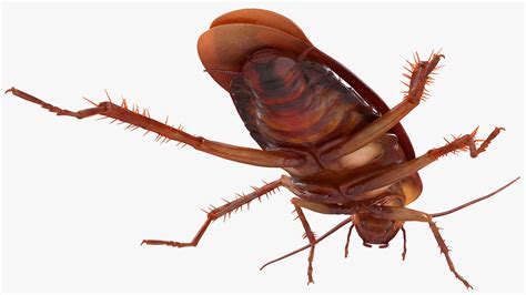 Animated Cockroach 的图像结果