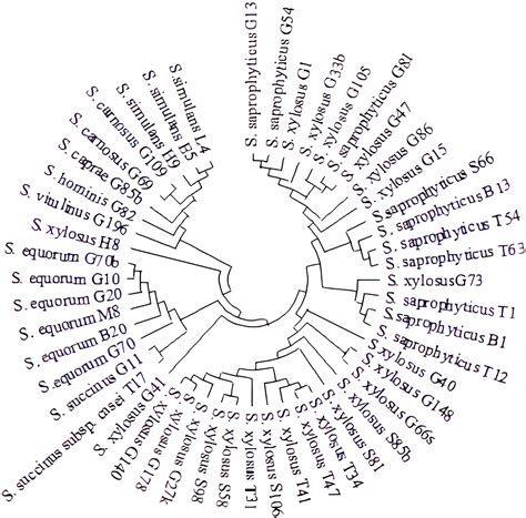 Genotypic and Technological Characterization of Lactic Acid Bacteria ...