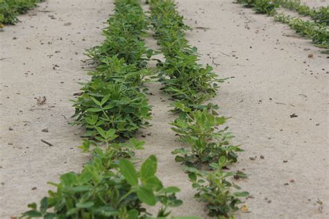 Where Do Peanuts Grow