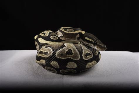 Image result for Ball Python for Sale