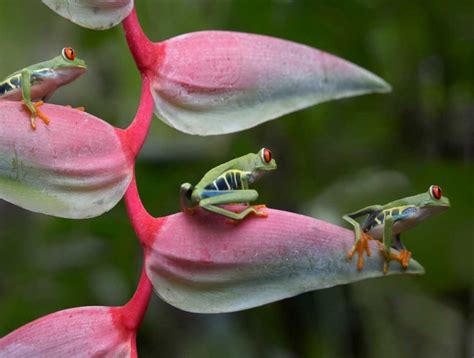 Karmakara Red-Eyed Tree Frog Three Sitting on Heliconia, Costa Rica ...