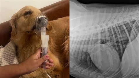 'Air So Sh*t Even My Dog's Sick': Viral Reddit Photo Shows Golden ...