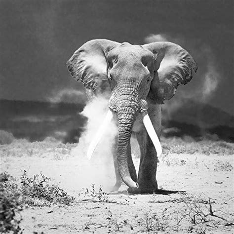 Pitaara Box Old Elephant Amboseli National Park Kenya | Unframed Canvas ...