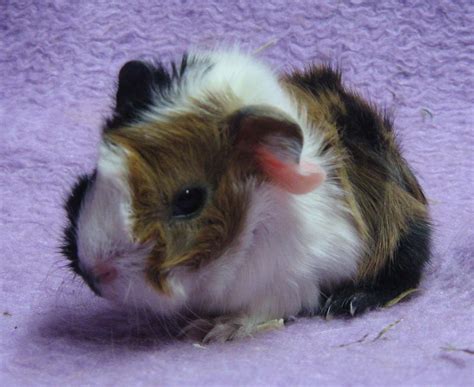 Meerschweinchen Kleinanzeigen