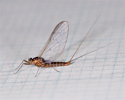 Do Mayflies Bite at Marvin Okeefe blog