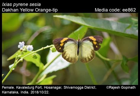 Ixias pyrene | Butterfly