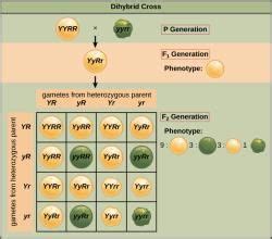 Inheritance of Two Genes, Polygenic Inheritance and Pleiotropy ...