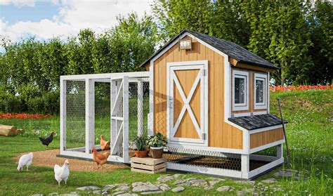 Backyard chicken coop with chickens
