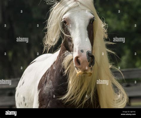 Gypsy Vanner Horse mare sporting extreme mustache Stock Photo - Alamy