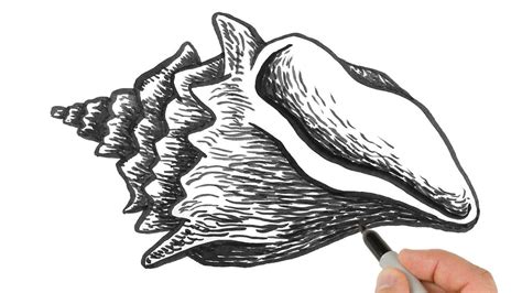 Image result for Pen Shell Drawing