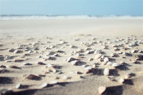 Image result for Beach Sea Shells