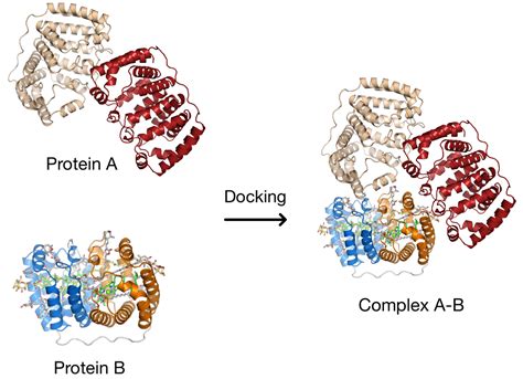 Protein-Protein Docking Simplified: Illuminating the Mechanics of ...